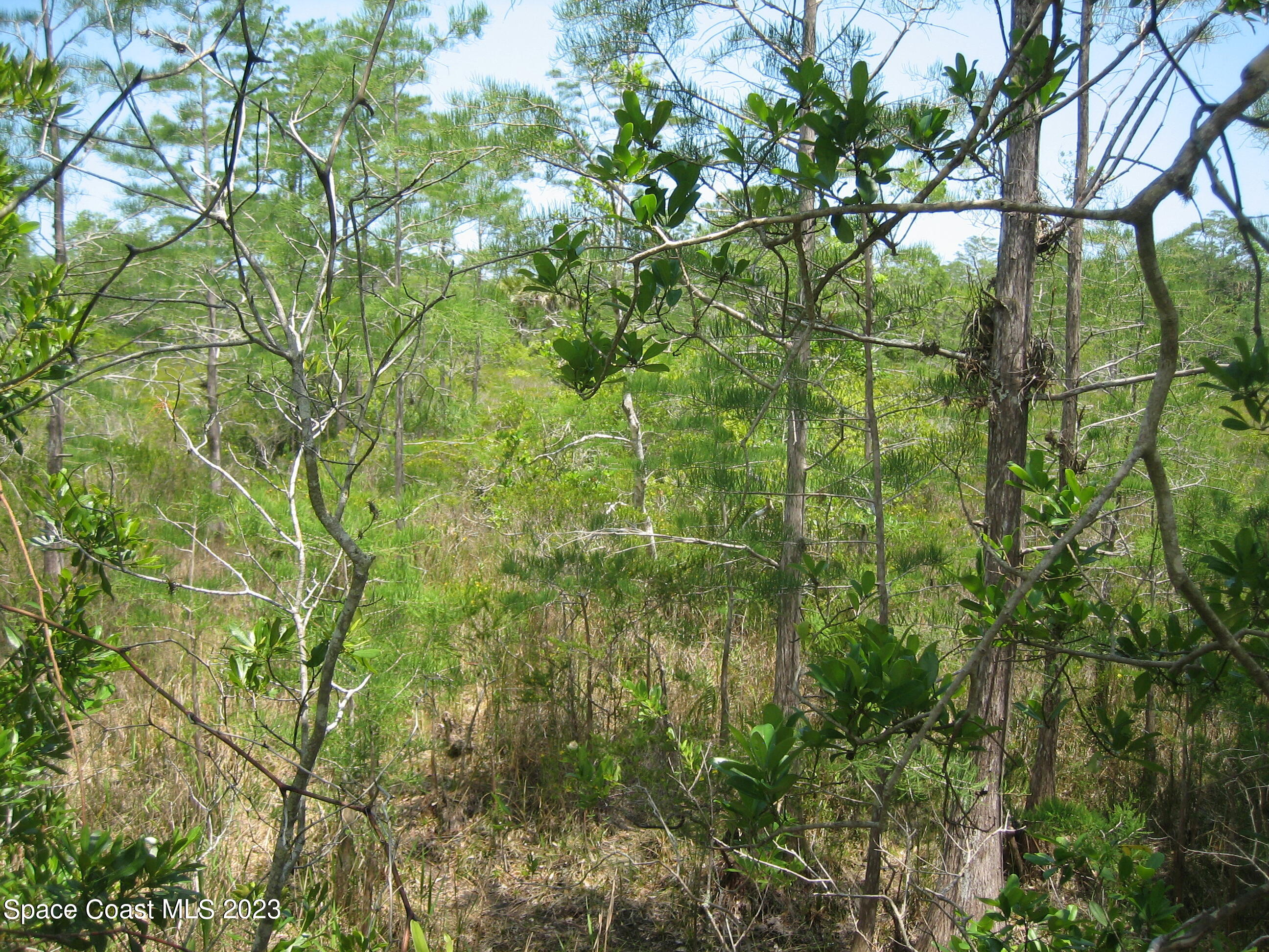 0 Unknown Road Grant, FL 32949 - Photo 11 of 13 a view of a tree