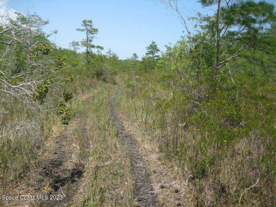0 Unknown Road Grant, FL 32949 - Photo 4 of 13 a view of a forest