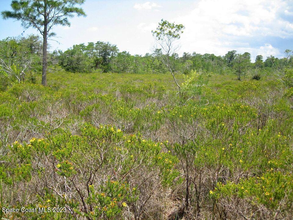 0 Unknown Road Grant, FL 32949 - Photo 5 of 13 a view of a lush green forest with trees and some houses