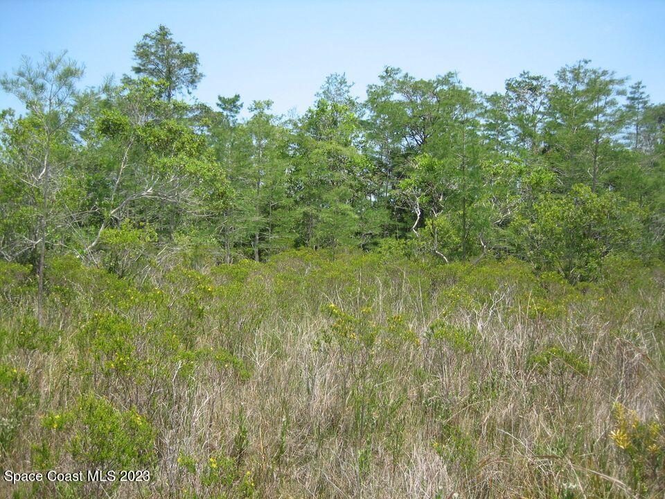 0 Unknown Road Grant, FL 32949 - Photo 6 of 13 a view of a lush green space