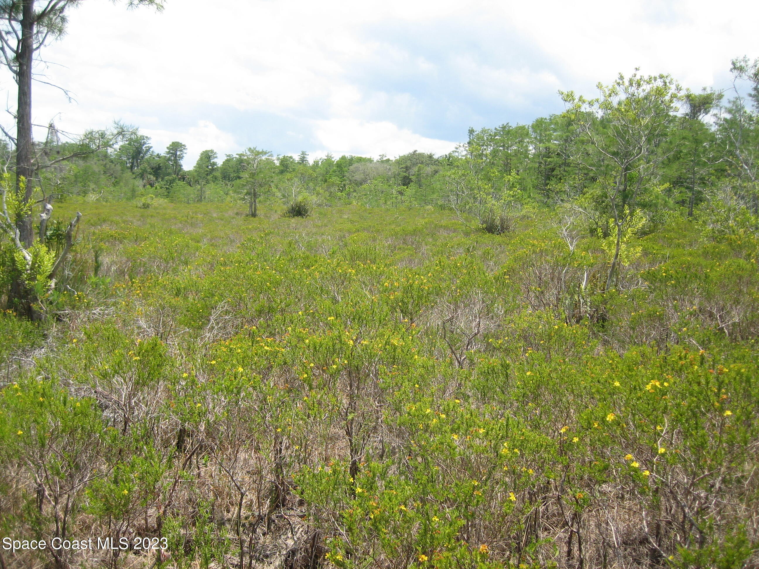 0 Unknown Road Grant, FL 32949 - Photo 8 of 13 a view of a green field with lots of bushes