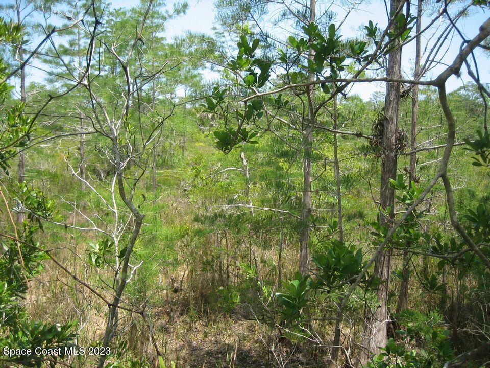 0 Unknown Road Grant, FL 32949 - Photo 9 of 13 a view of a tree