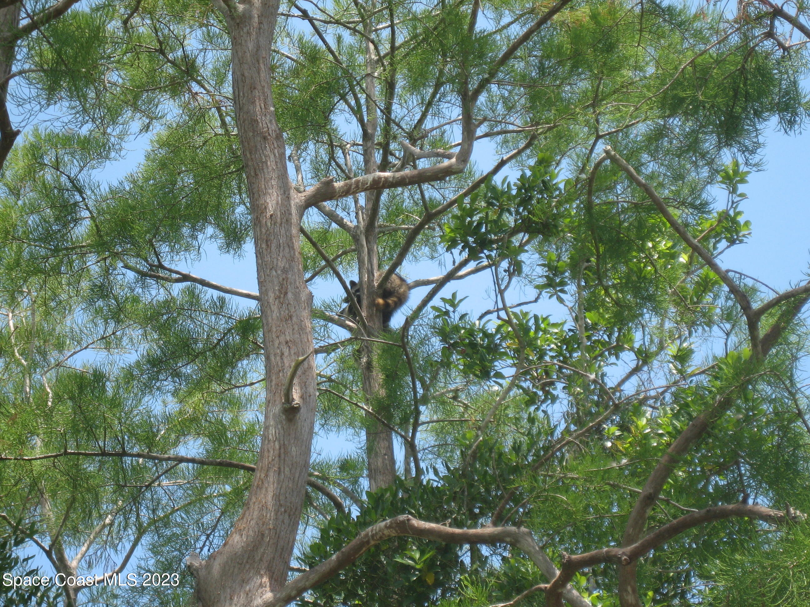0 Unknown Road Grant, FL 32949 - Photo 10 of 13 a backyard of a house with lots of green space and plants