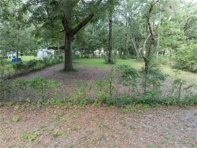 a view of a forest with trees