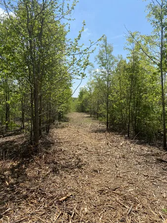 a view of a yard with plants and trees