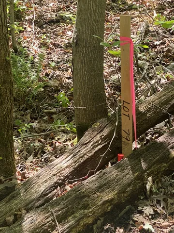 a bunch of flowers and flowers