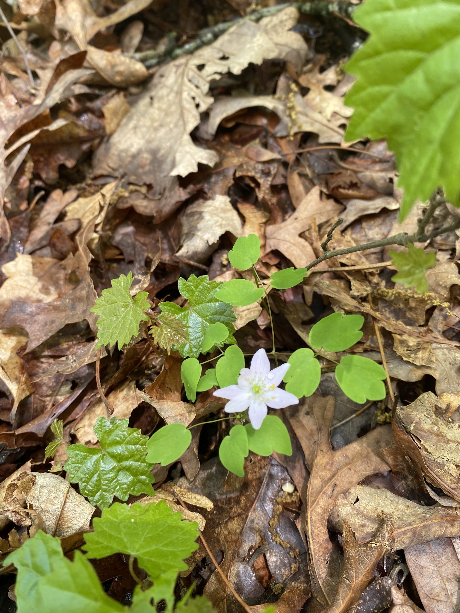 79 Overlook Trail Stewart, TN 37175 - Photo 8 of 11 a bunch of flowers and flowers
