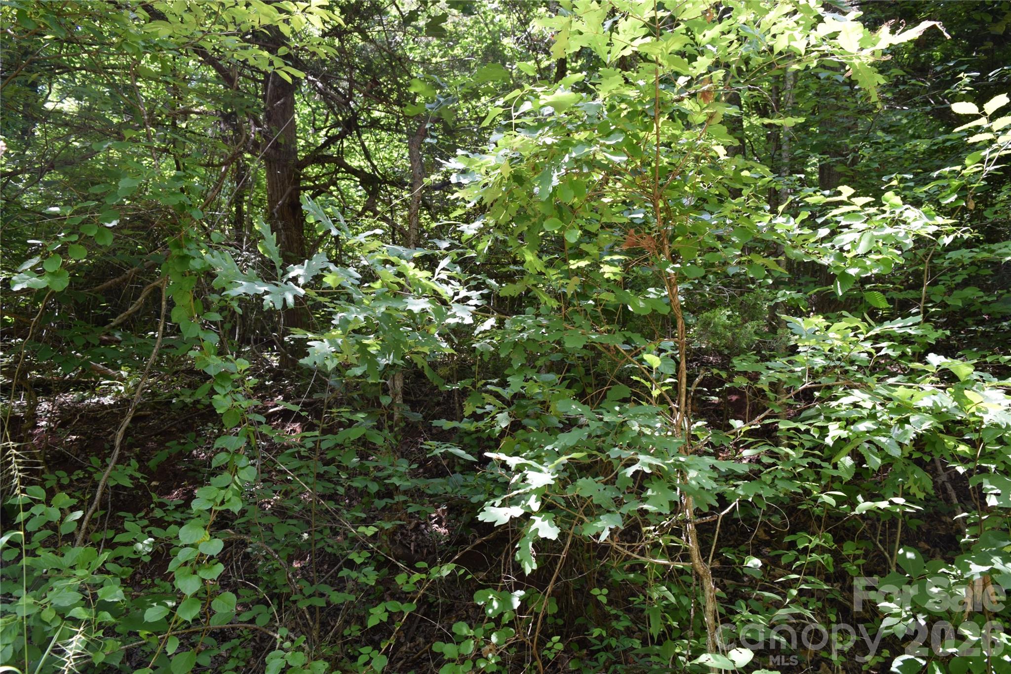 Tbd Bel Air Road, Unit 20 Cullowhee, NC 28723 - Photo 8 of 9