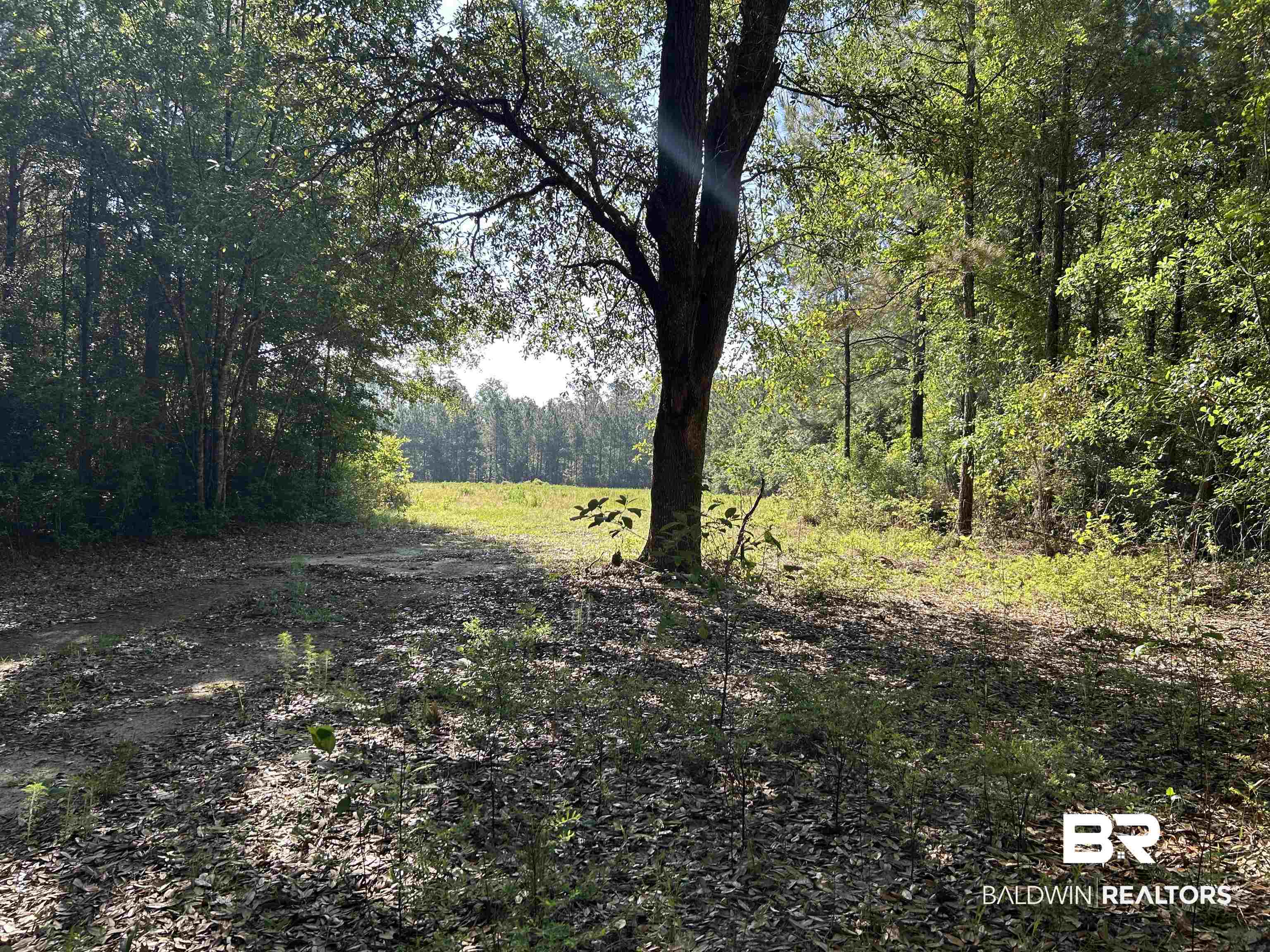 0 Lechner Road Robertsdale, AL 36567 - Photo 9 of 35 View of woods