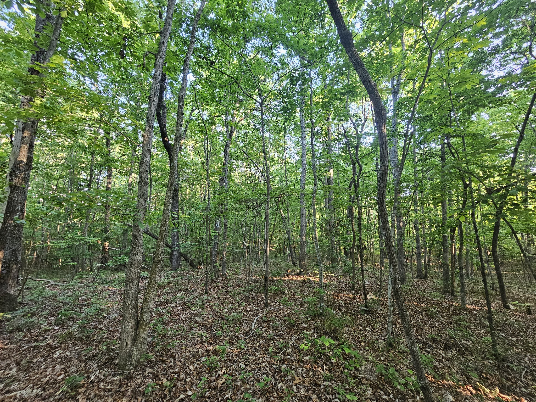 10 Griswold Road Altamont, TN 37301 - Photo 6 of 35 a view of a forest that has large trees