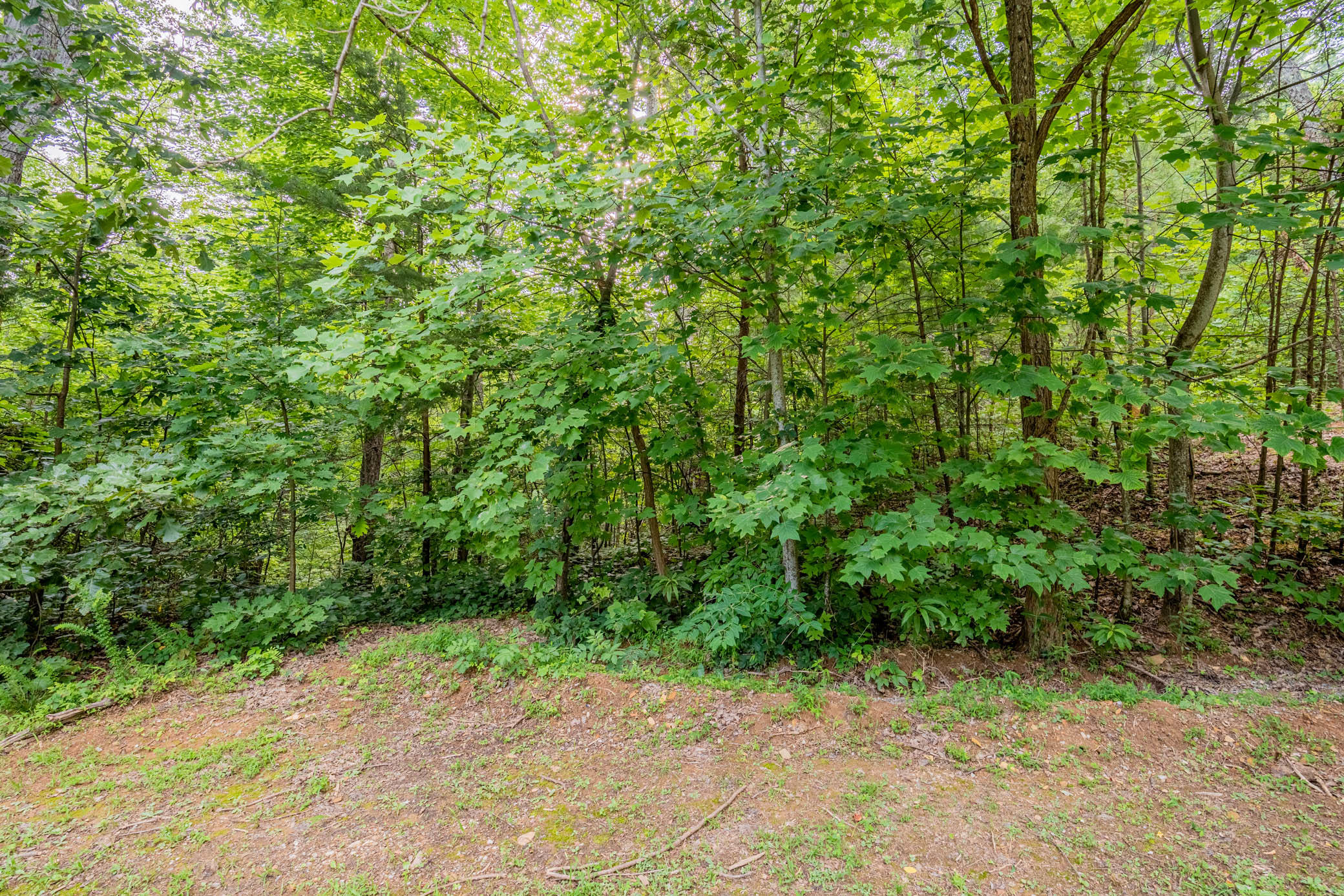 Lot 0662 Battle Top Road Sevierville, TN 37876 - Photo 3 of 13 _DSC6187-HDR