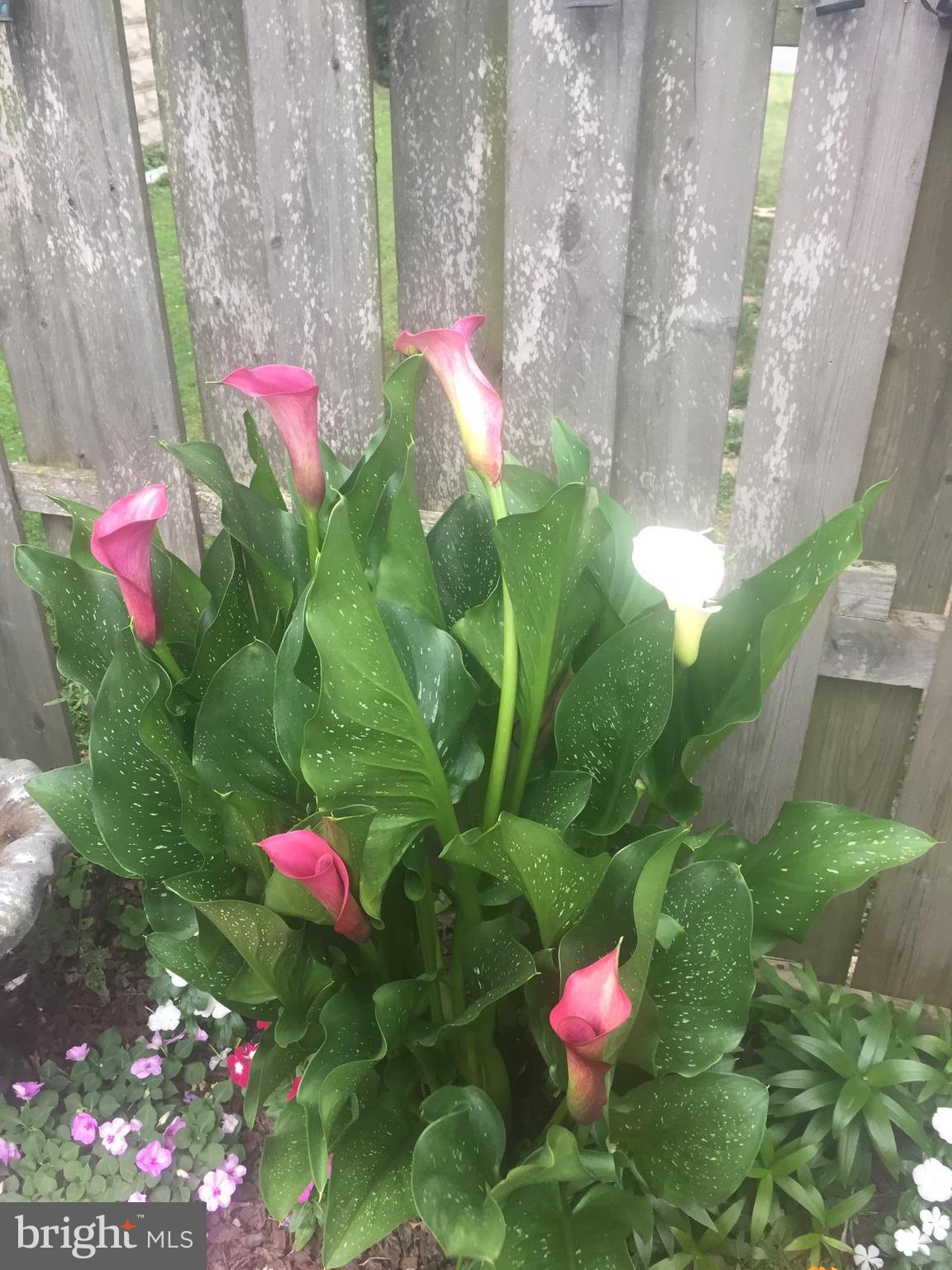2602 Wentworth Road Baltimore, MD 21234 - Photo 27 of 28 Exotic Calla Lily's return every year!