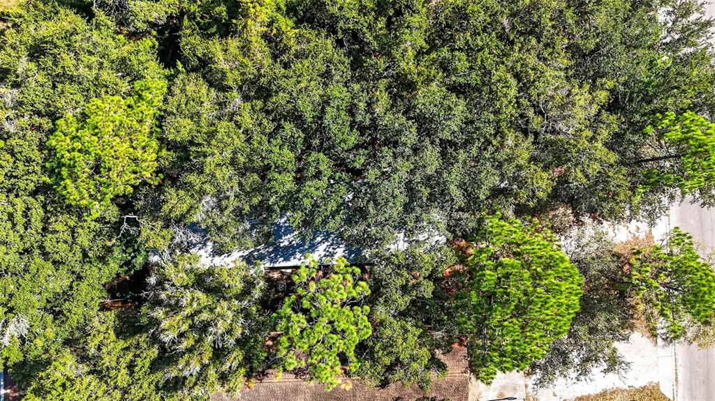3133 Huron Avenue Oldsmar, FL 34677 - Photo 35 of 43 a view of a tree