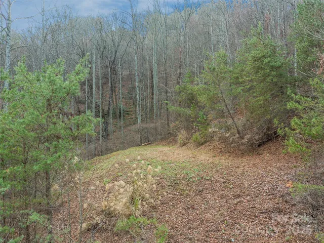 a view of a yard with trees