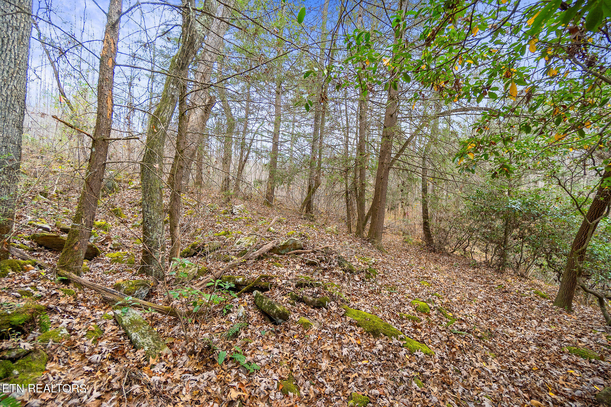 3.64-acres Open Range Road Crossville, TN 38555 - Photo 14 of 27 Woods