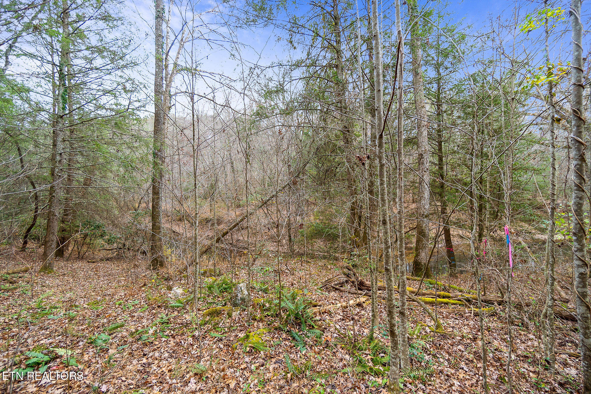3.64-acres Open Range Road Crossville, TN 38555 - Photo 16 of 27 Woods