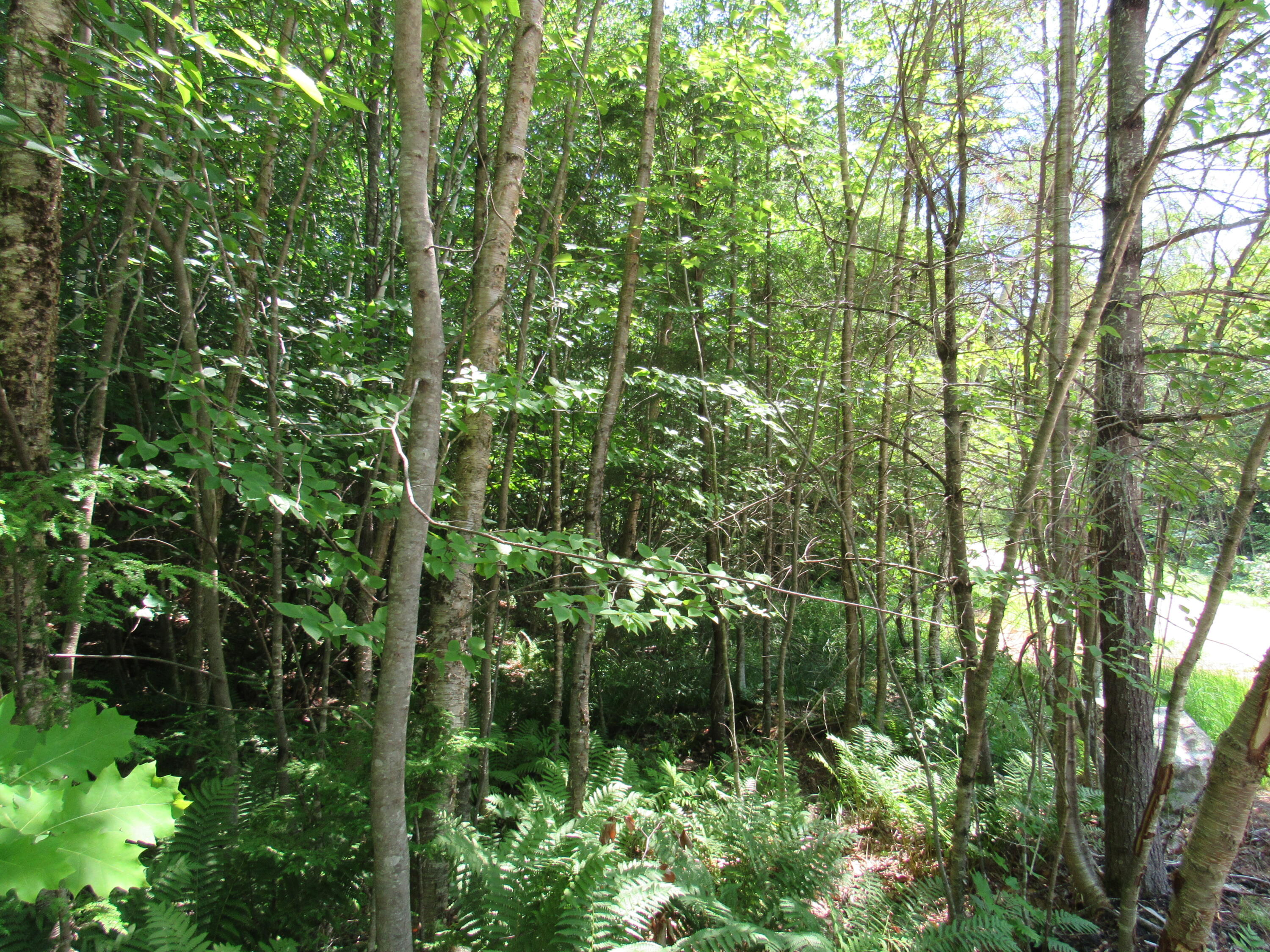 1 Jack Hall Road New Gloucester, ME 04260 - Photo 3 of 7 IMG_7310