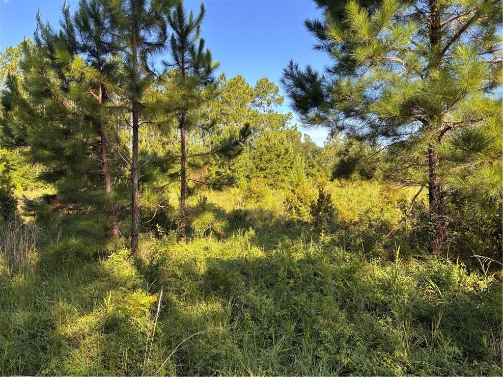 0 Horseshoe Cove Road Waverly, GA 31565 - Photo 2 of 2