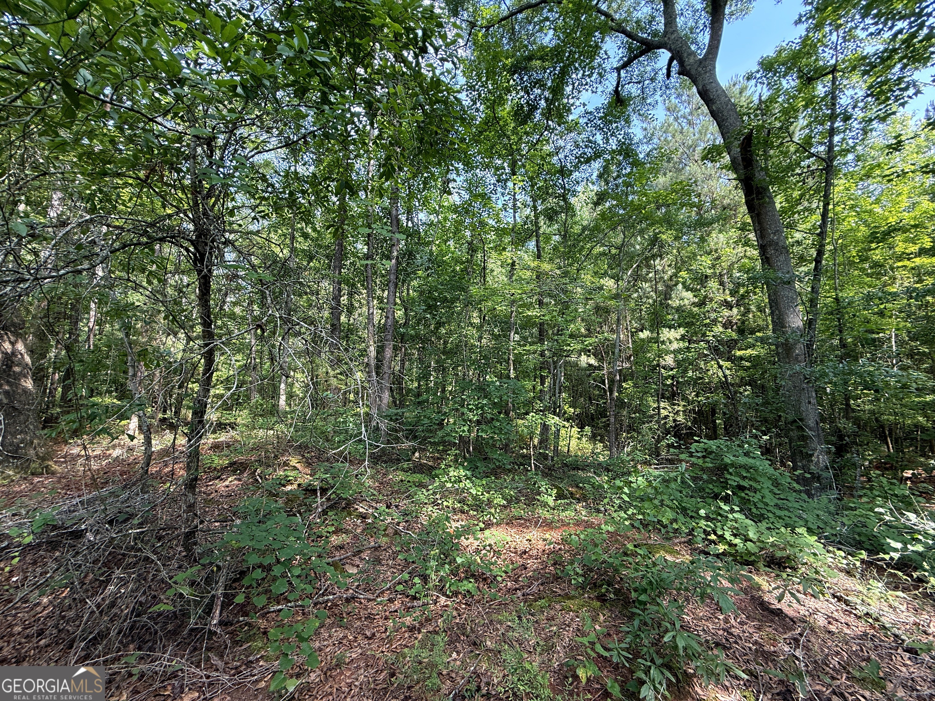 2391 Chalybeate Road Manchester, GA 31816 - Photo 13 of 15 a view of a forest with lots of trees