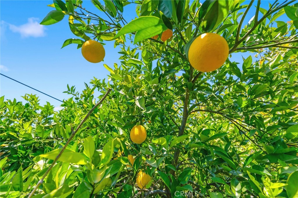 10363 Wagner Way Riverside, CA 92505 - Photo 22 of 26 a view of a tree in a garden