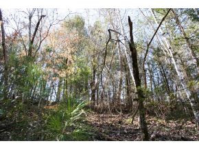 5.89-ac Gossamer Road, Unit 5 Cosby, TN 37722 - Photo 6 of 15 Photo 6