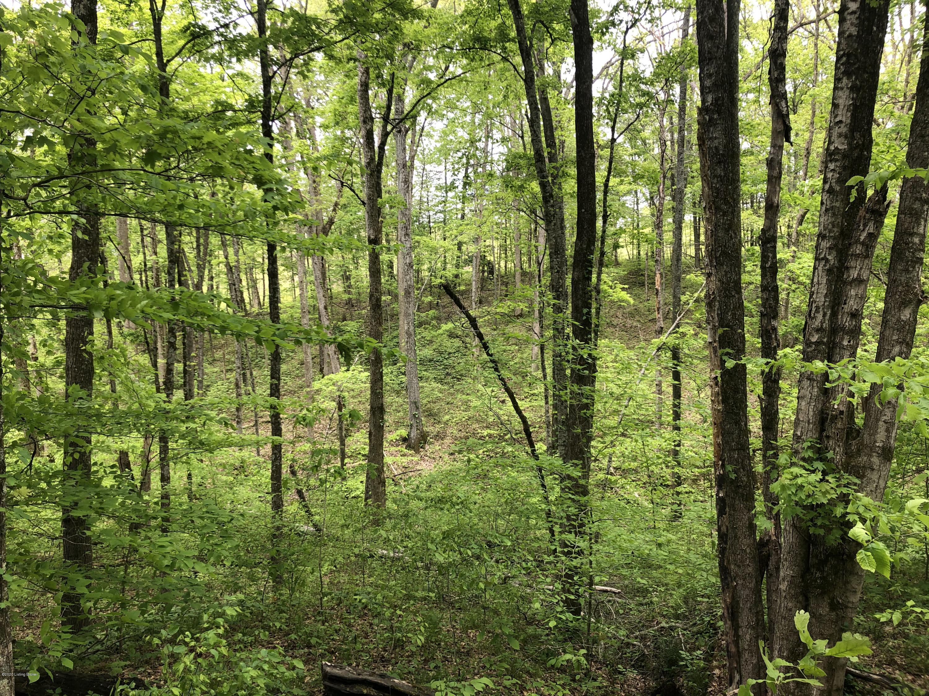 1650 Greens Chapel Road Bloomfield, KY 40008 - Photo 25 of 34 Woods 1