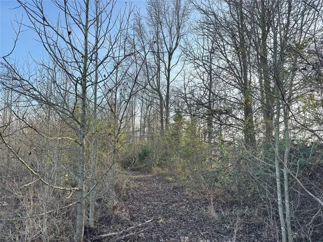 a view of a forest with trees in front of it