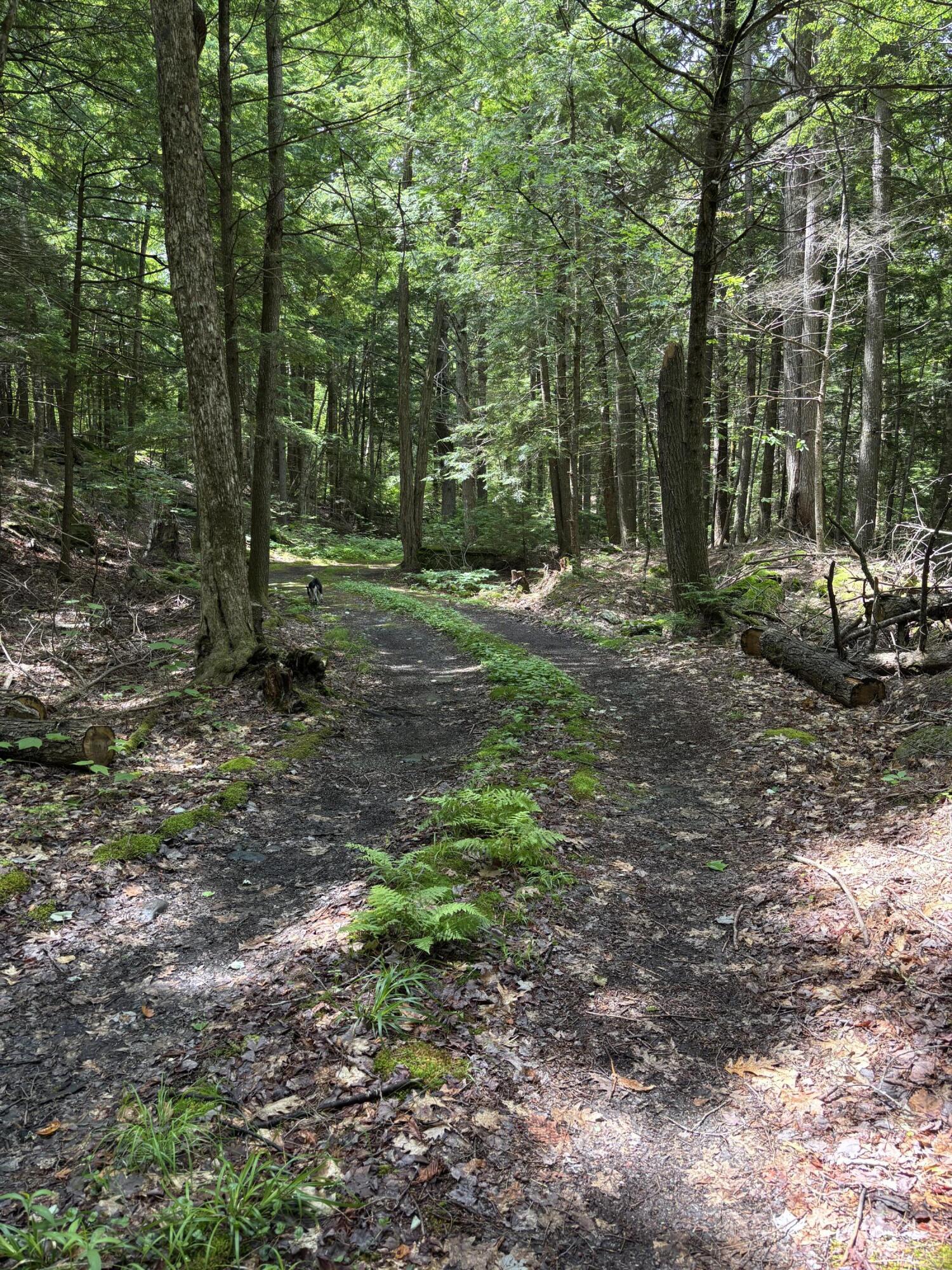 0 Brown Road Liberty, ME 04949 - Photo 3 of 8 IMG_4208
