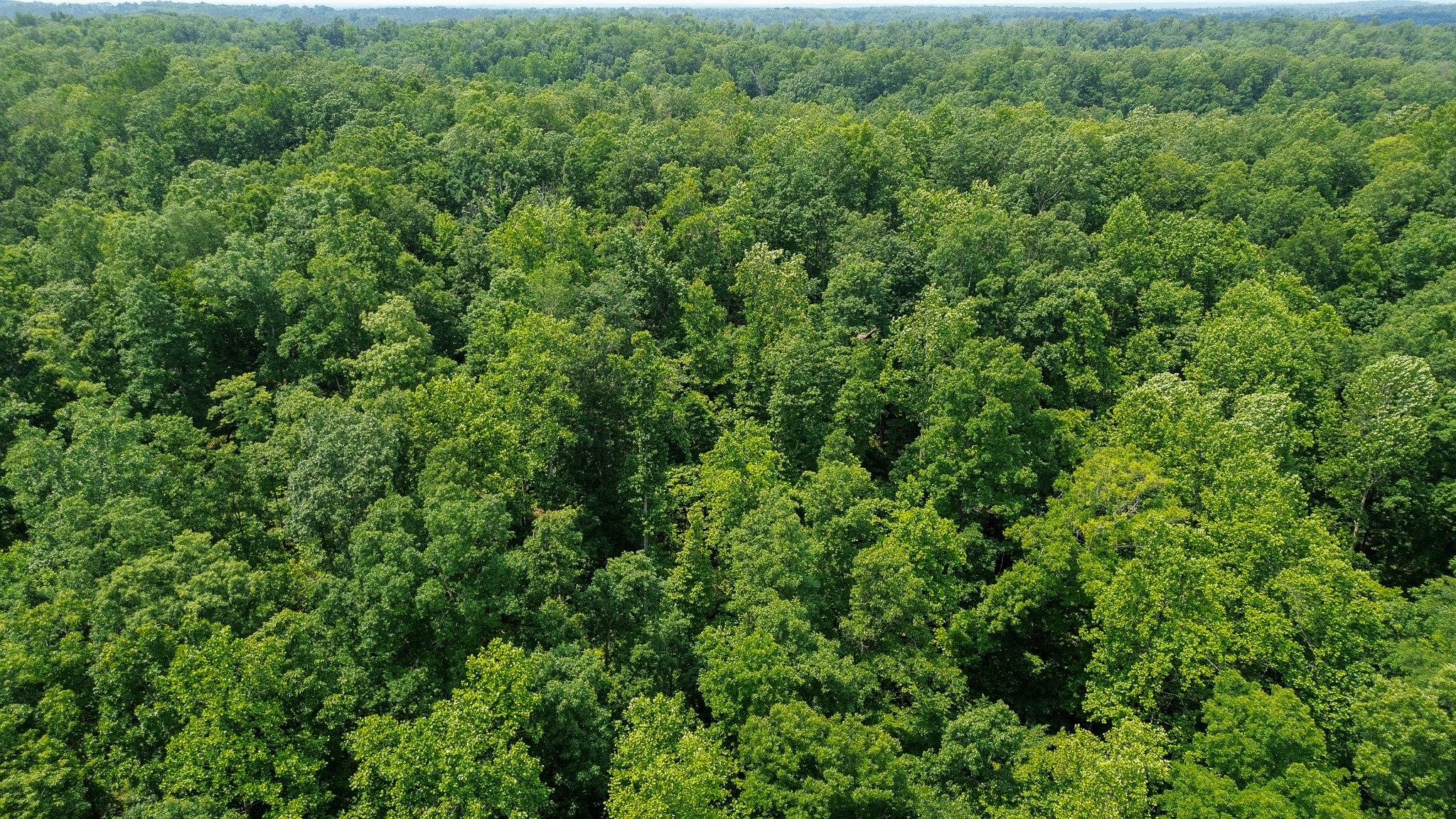 0 Catheys Creek Road Hampshire, TN 38461 - Photo 11 of 34