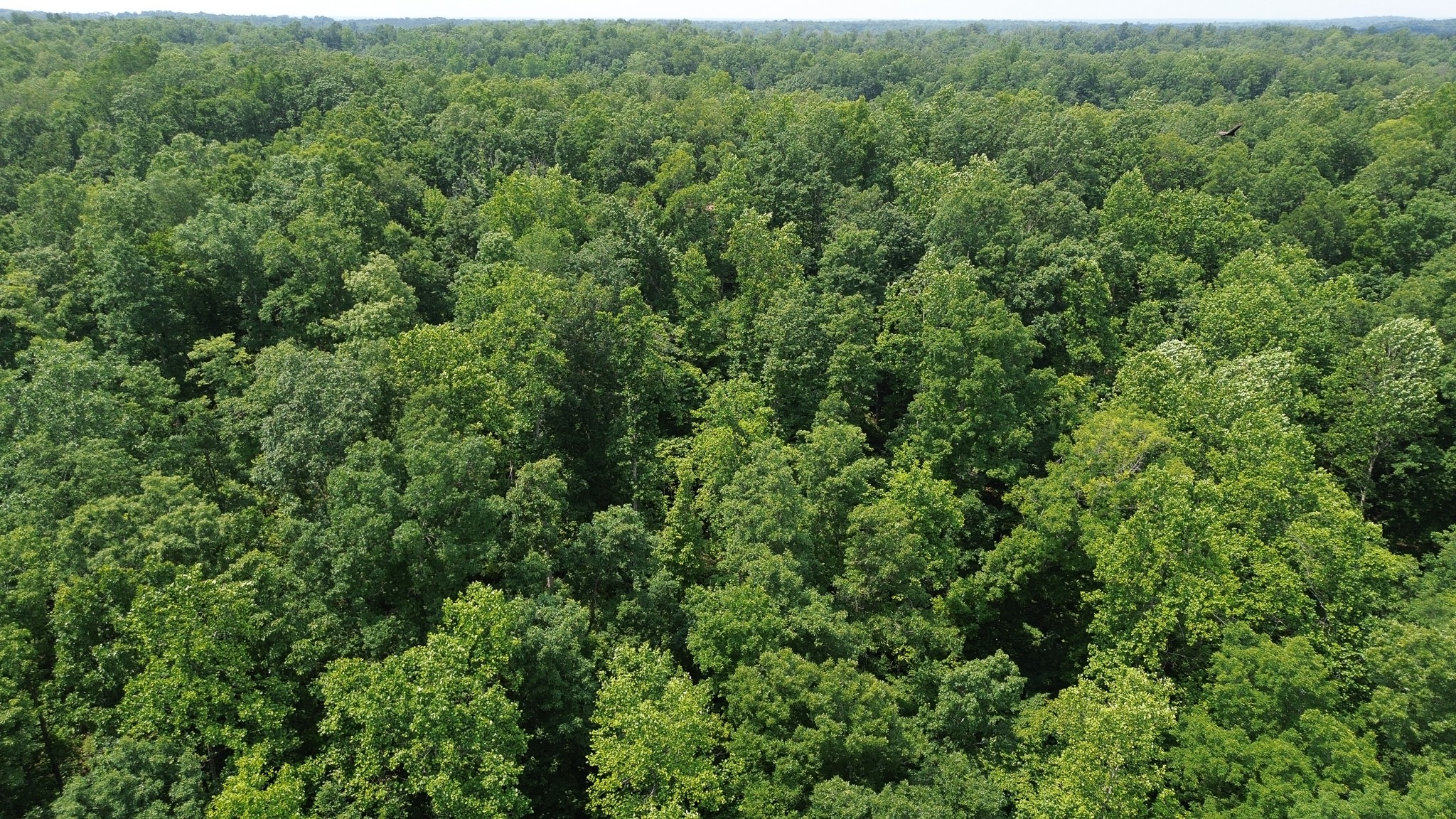 0 Catheys Creek Road Hampshire, TN 38461 - Photo 12 of 34