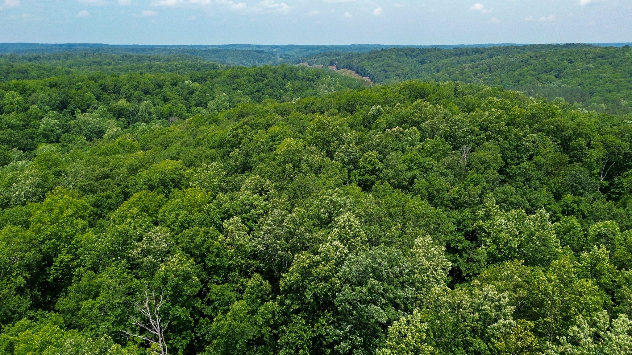 0 Catheys Creek Road Hampshire, TN 38461 - Photo 14 of 34