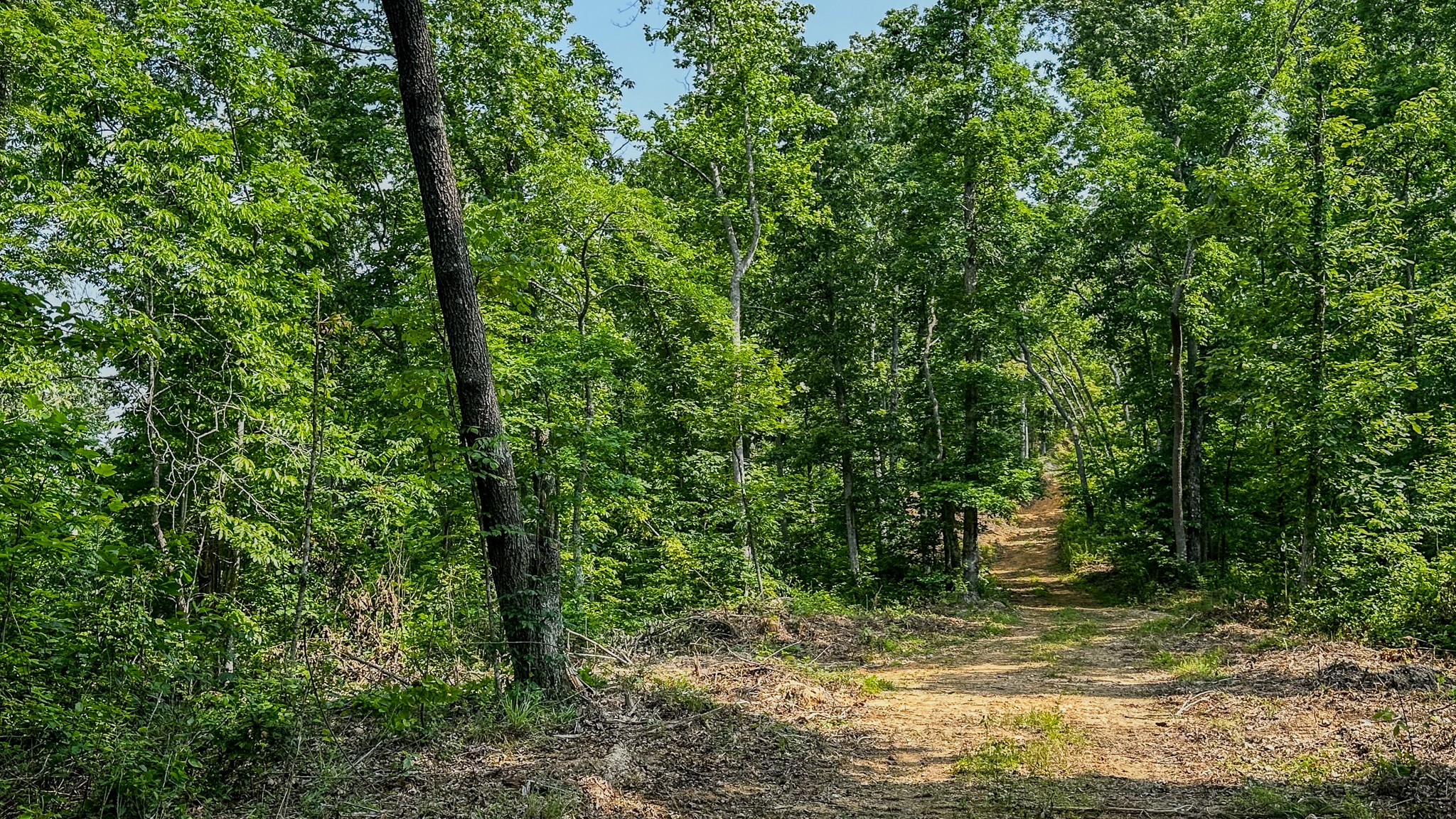 0 Catheys Creek Road Hampshire, TN 38461 - Photo 16 of 34