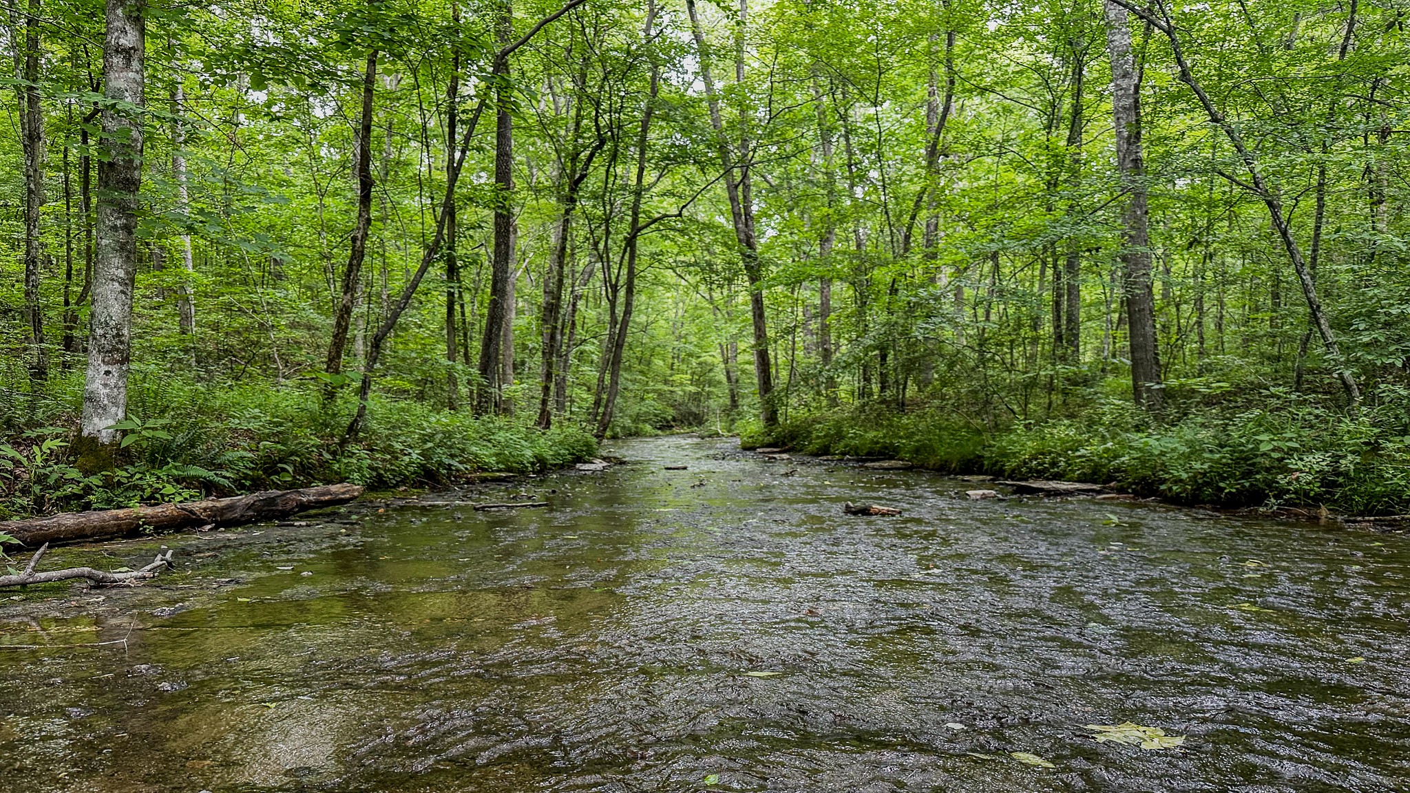 0 Catheys Creek Road Hampshire, TN 38461 - Photo 2 of 34