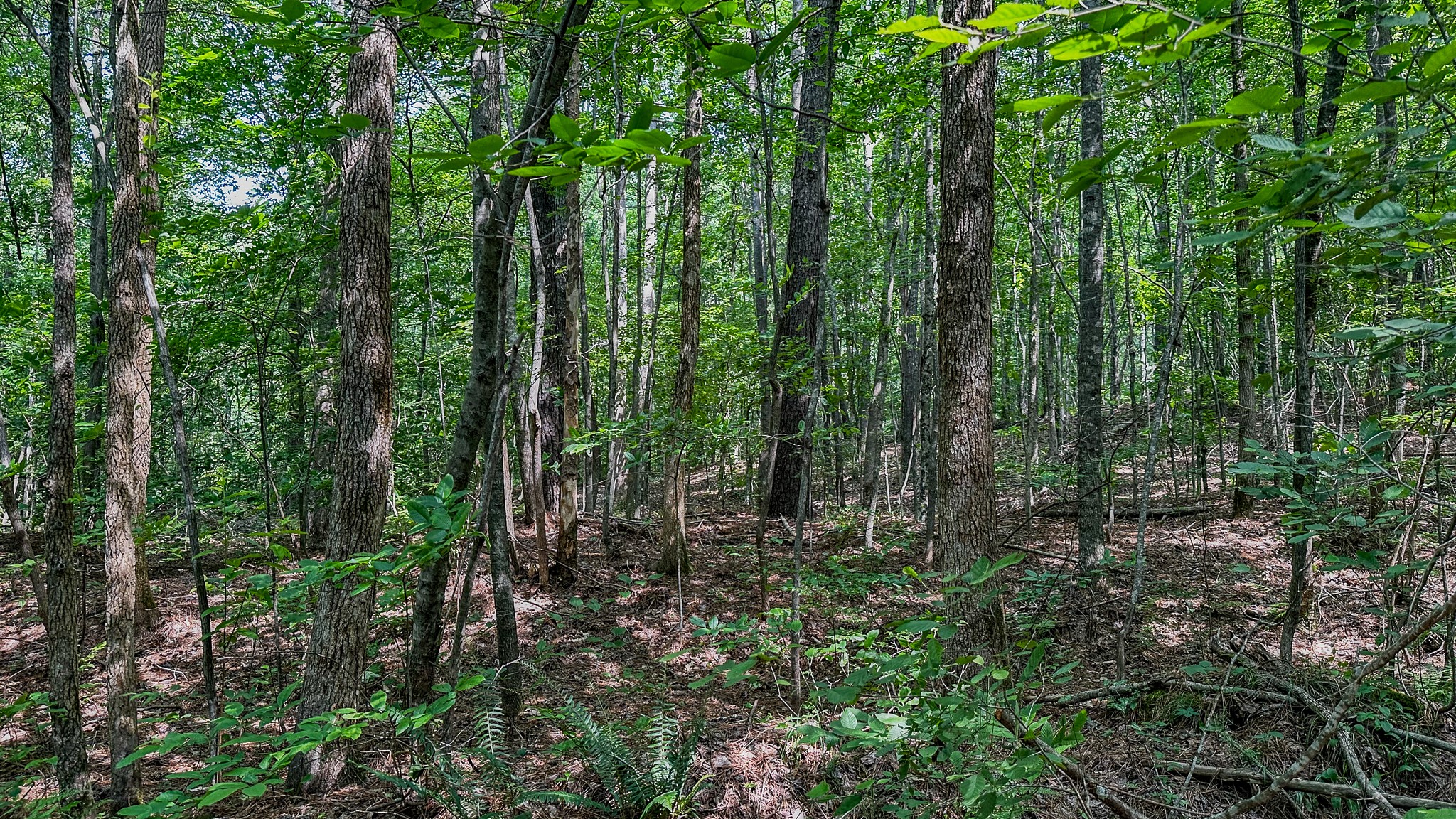 0 Catheys Creek Road Hampshire, TN 38461 - Photo 24 of 34