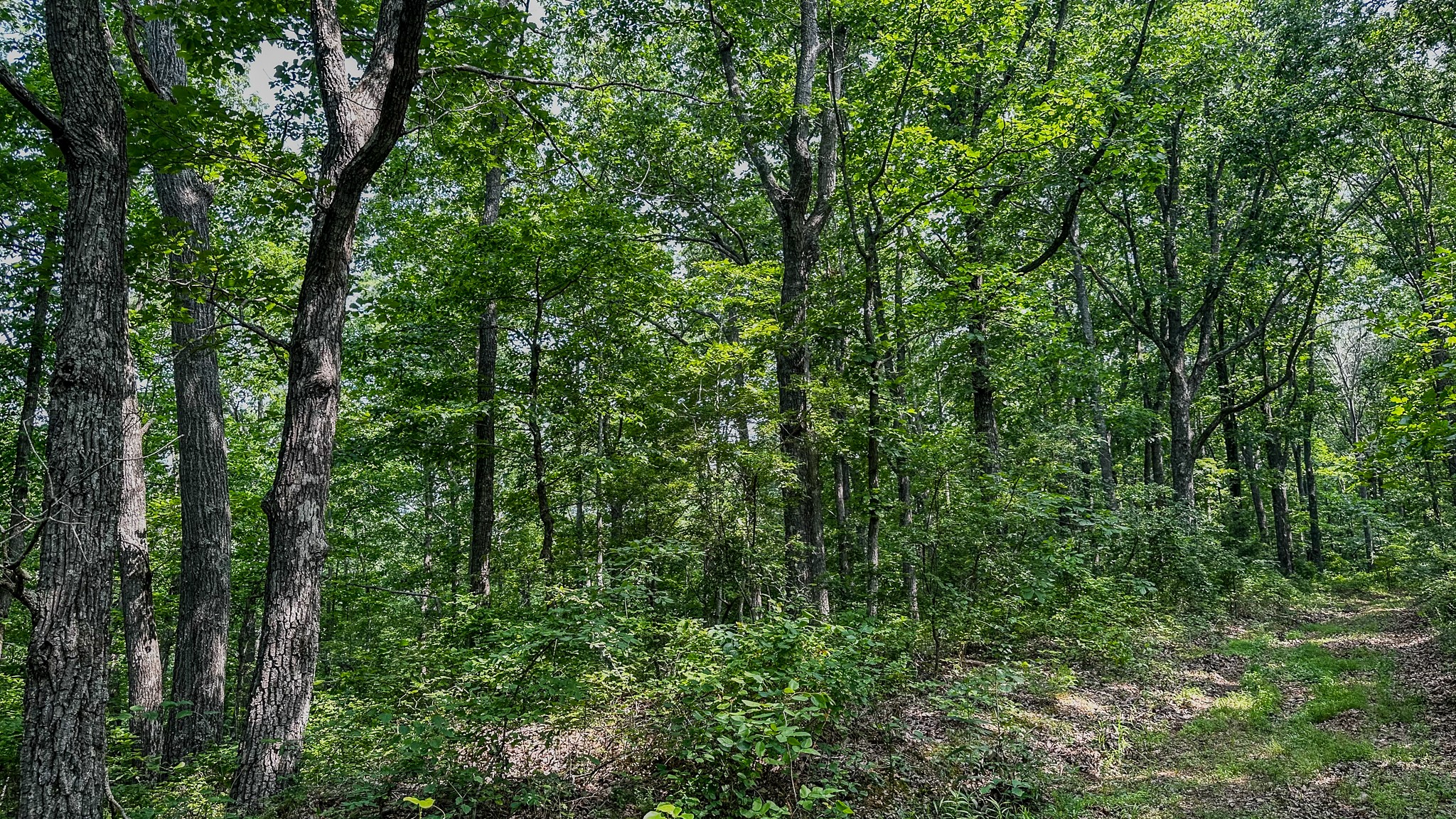 0 Catheys Creek Road Hampshire, TN 38461 - Photo 25 of 34