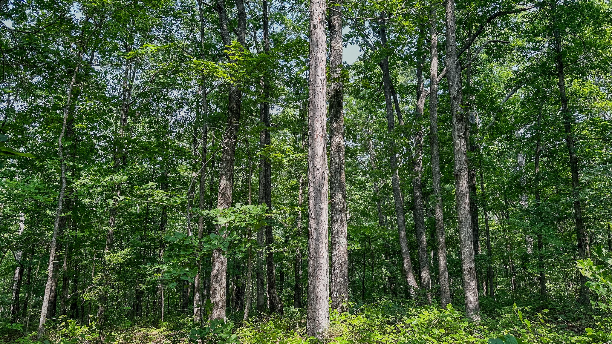 0 Catheys Creek Road Hampshire, TN 38461 - Photo 26 of 34