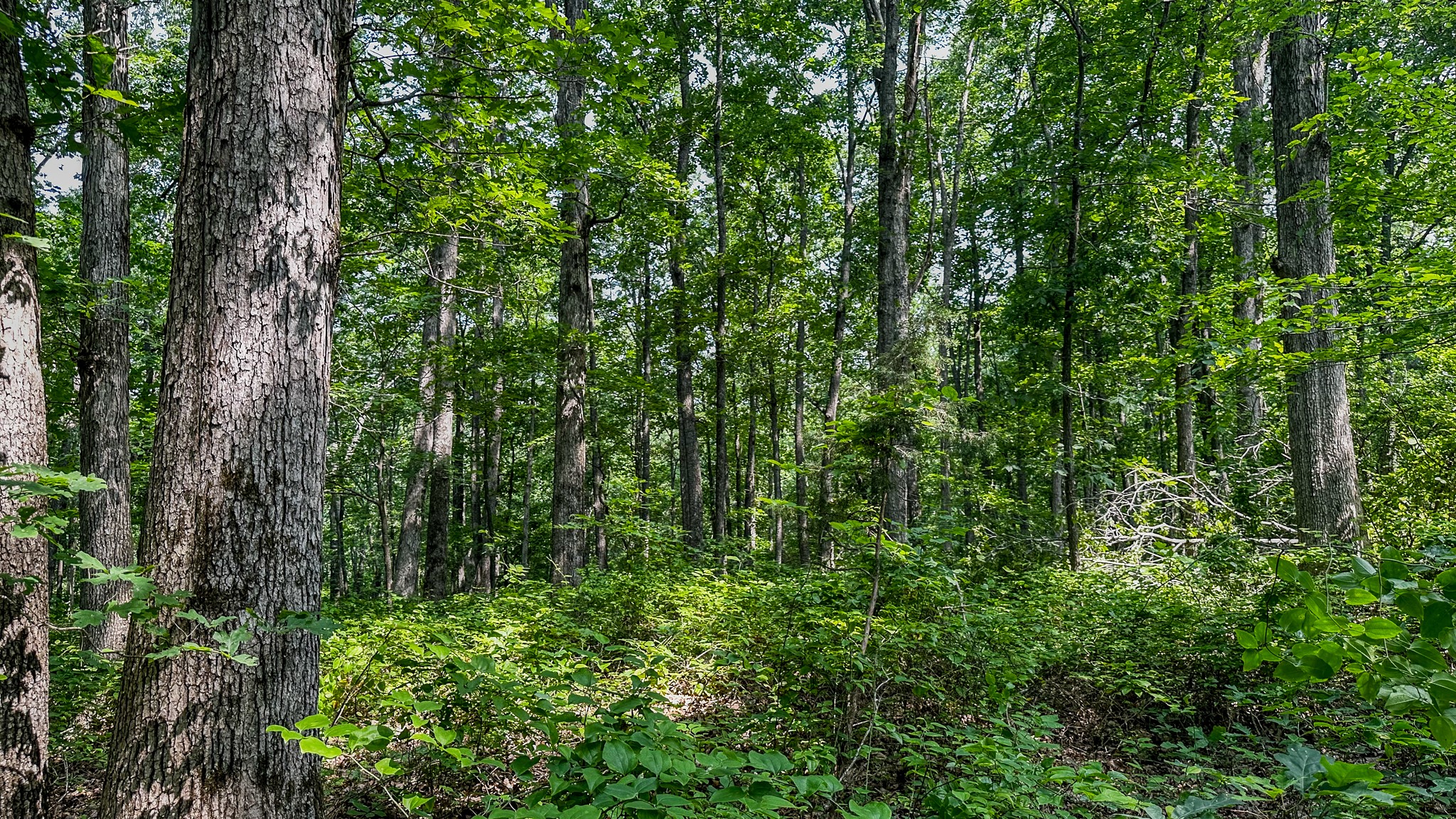 0 Catheys Creek Road Hampshire, TN 38461 - Photo 27 of 34