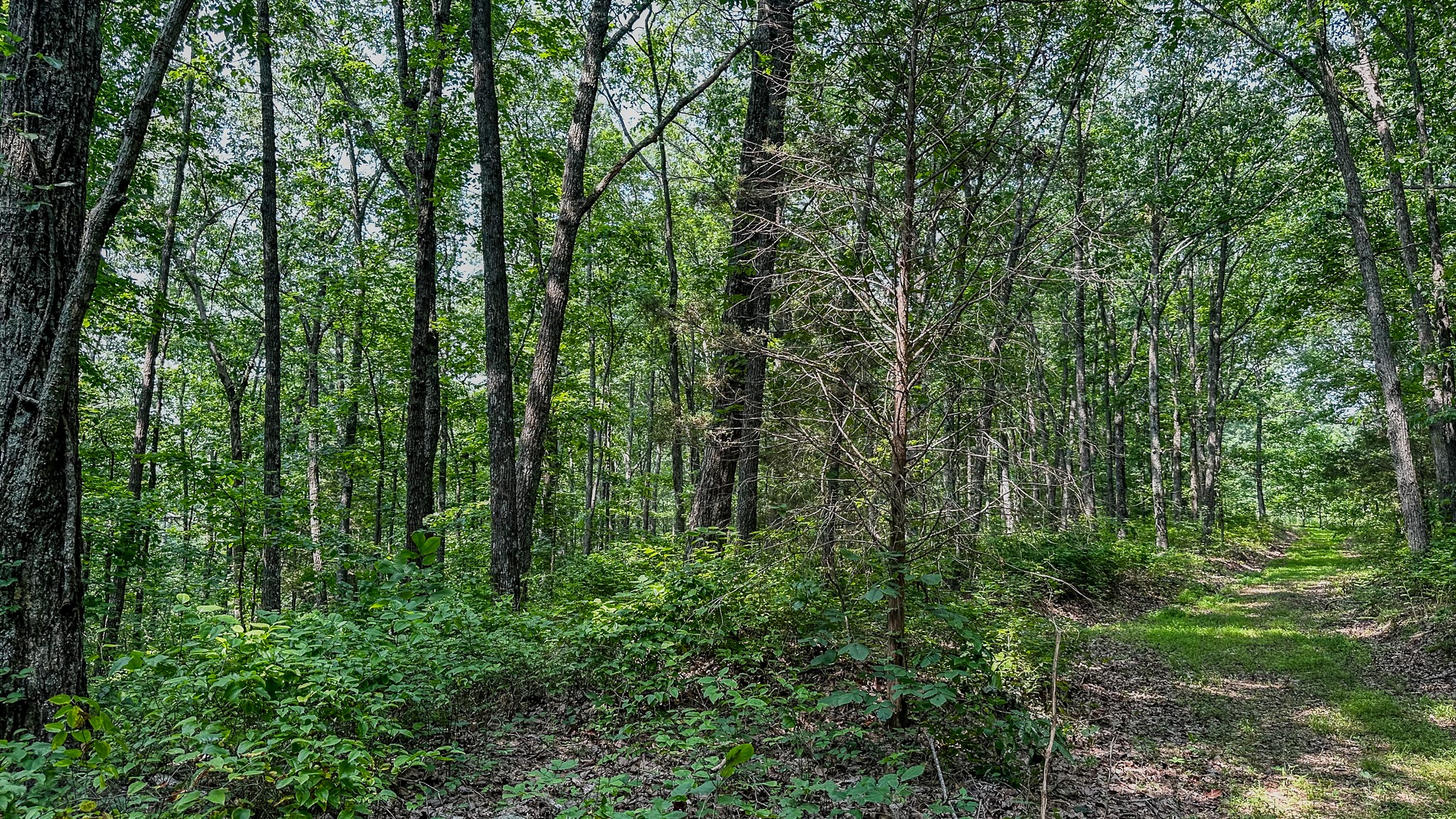 0 Catheys Creek Road Hampshire, TN 38461 - Photo 28 of 34