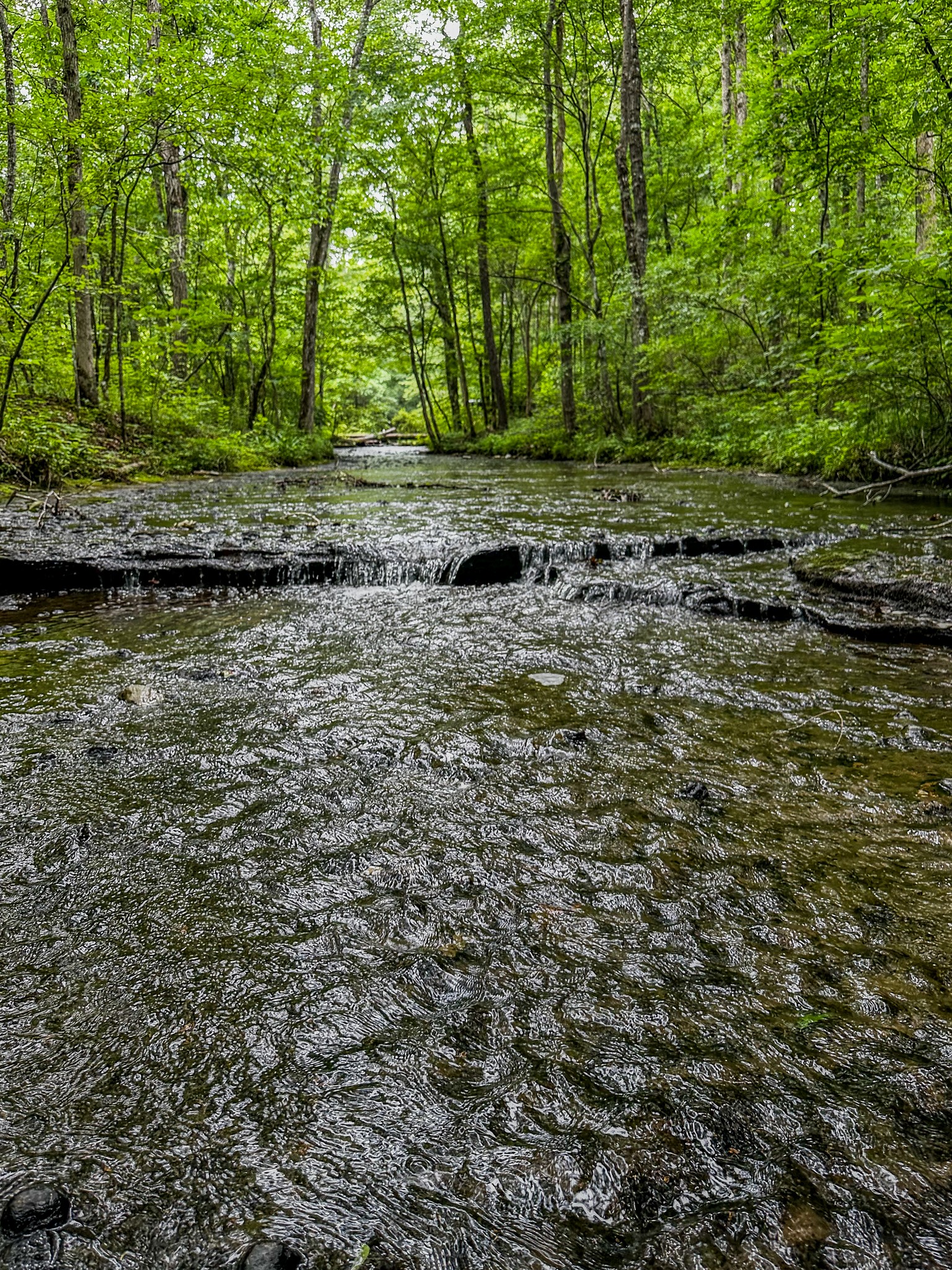 0 Catheys Creek Road Hampshire, TN 38461 - Photo 3 of 34
