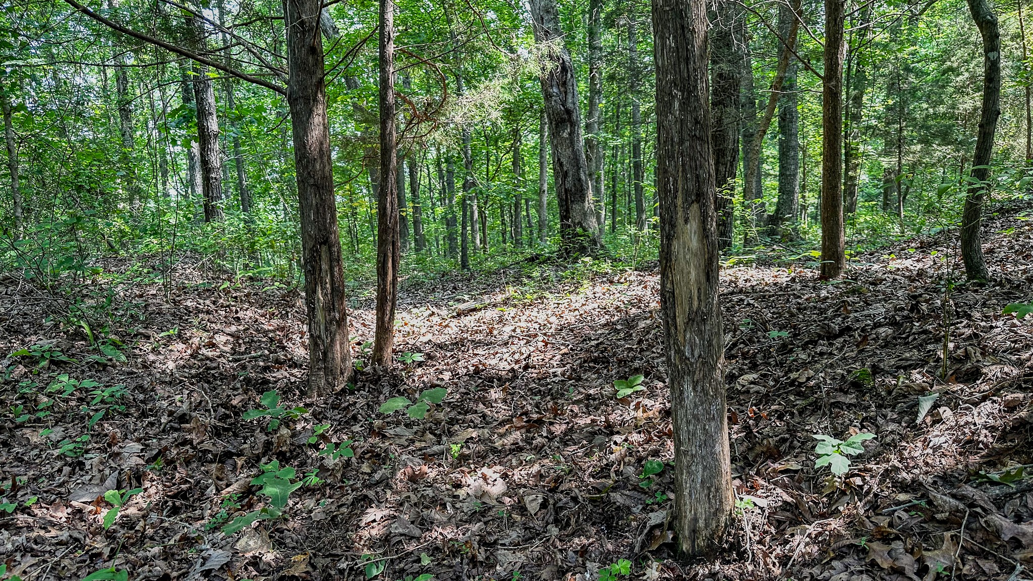 0 Catheys Creek Road Hampshire, TN 38461 - Photo 31 of 34