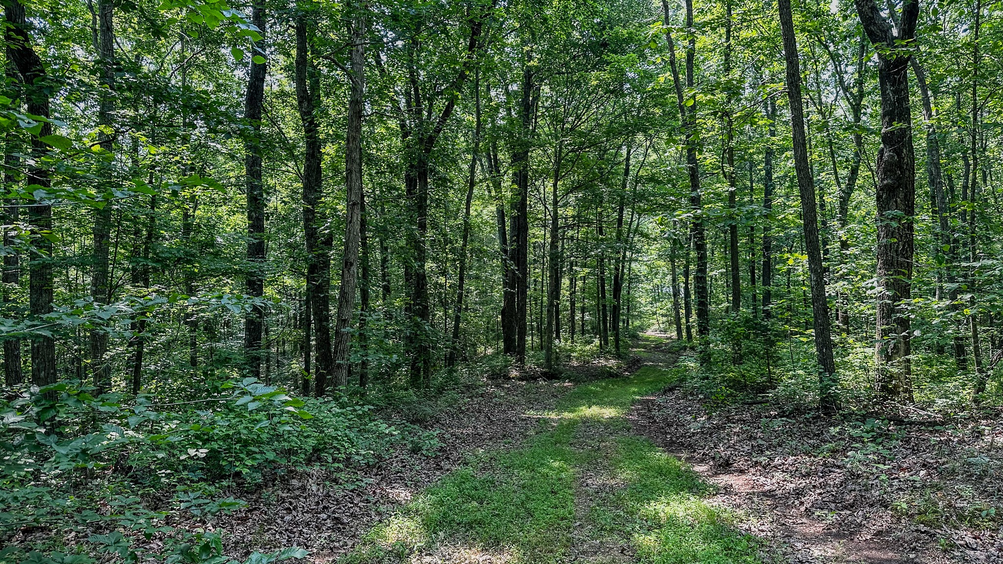 0 Catheys Creek Road Hampshire, TN 38461 - Photo 33 of 34