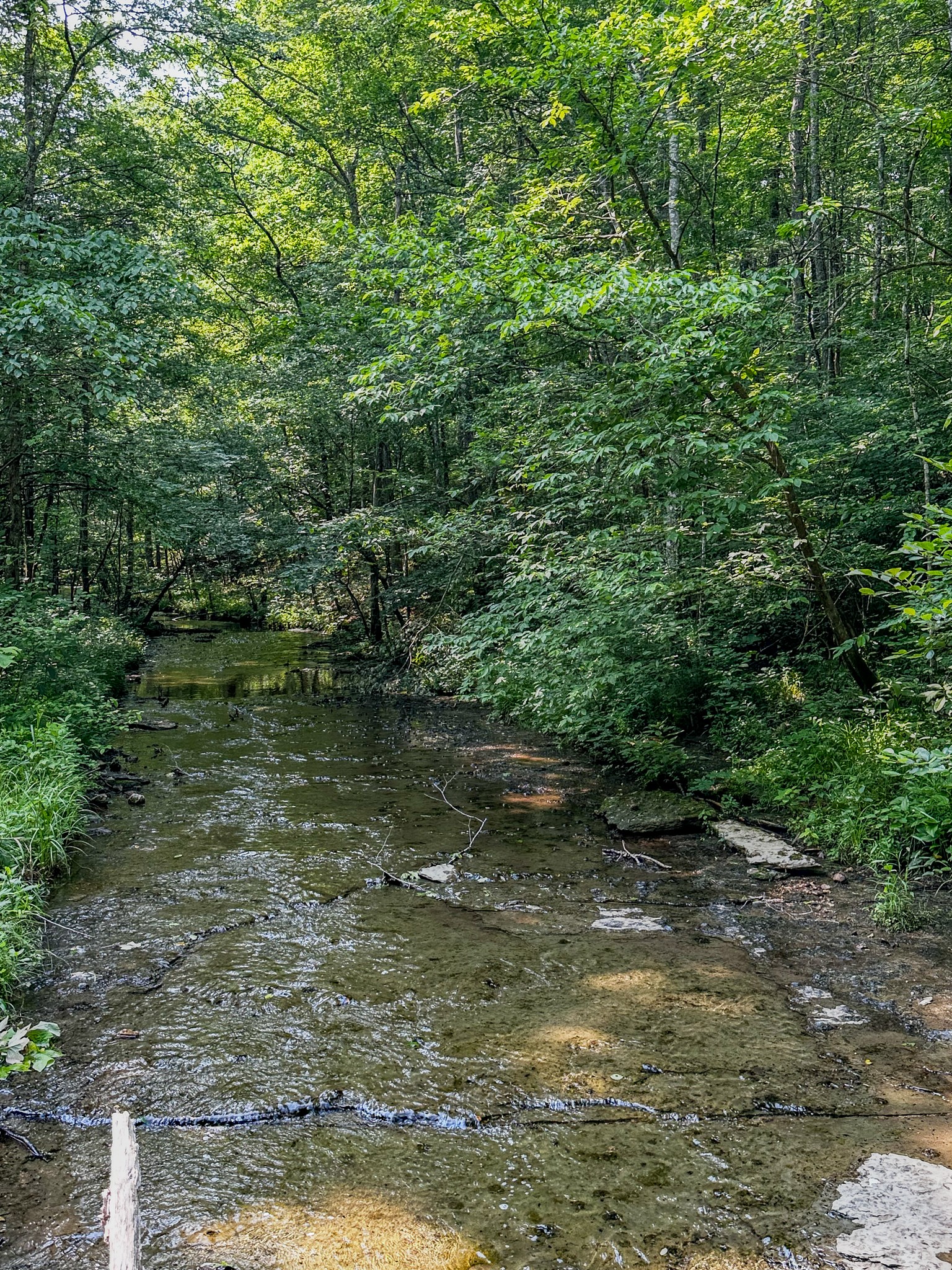 0 Catheys Creek Road Hampshire, TN 38461 - Photo 5 of 34