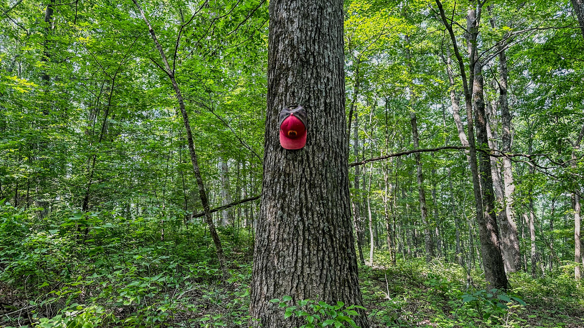 0 Catheys Creek Road Hampshire, TN 38461 - Photo 6 of 34