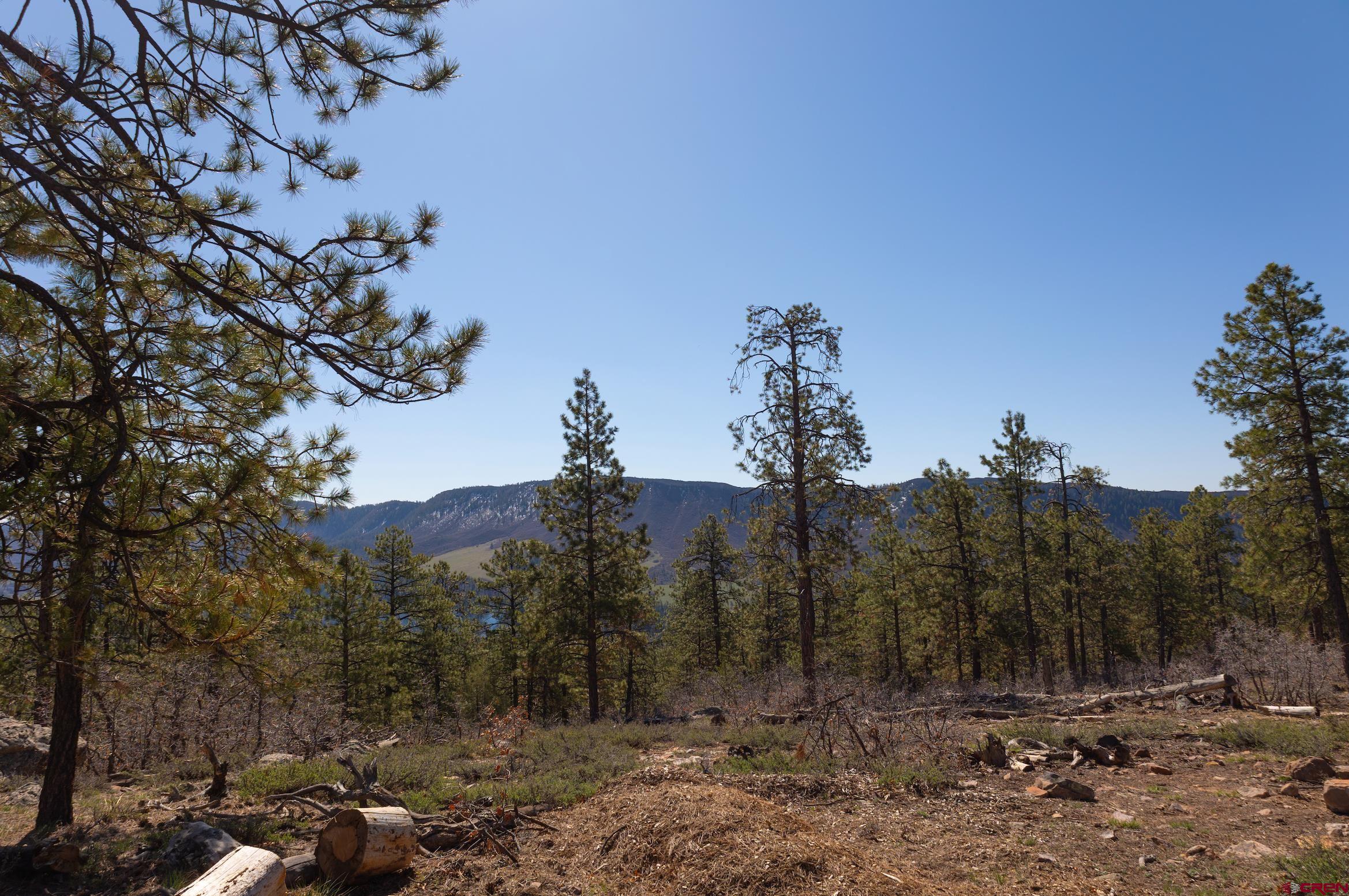 2632 Taylor Ranch Road Durango, CO 81301 - Photo 28 of 35 a view of a forest with a tree in the background