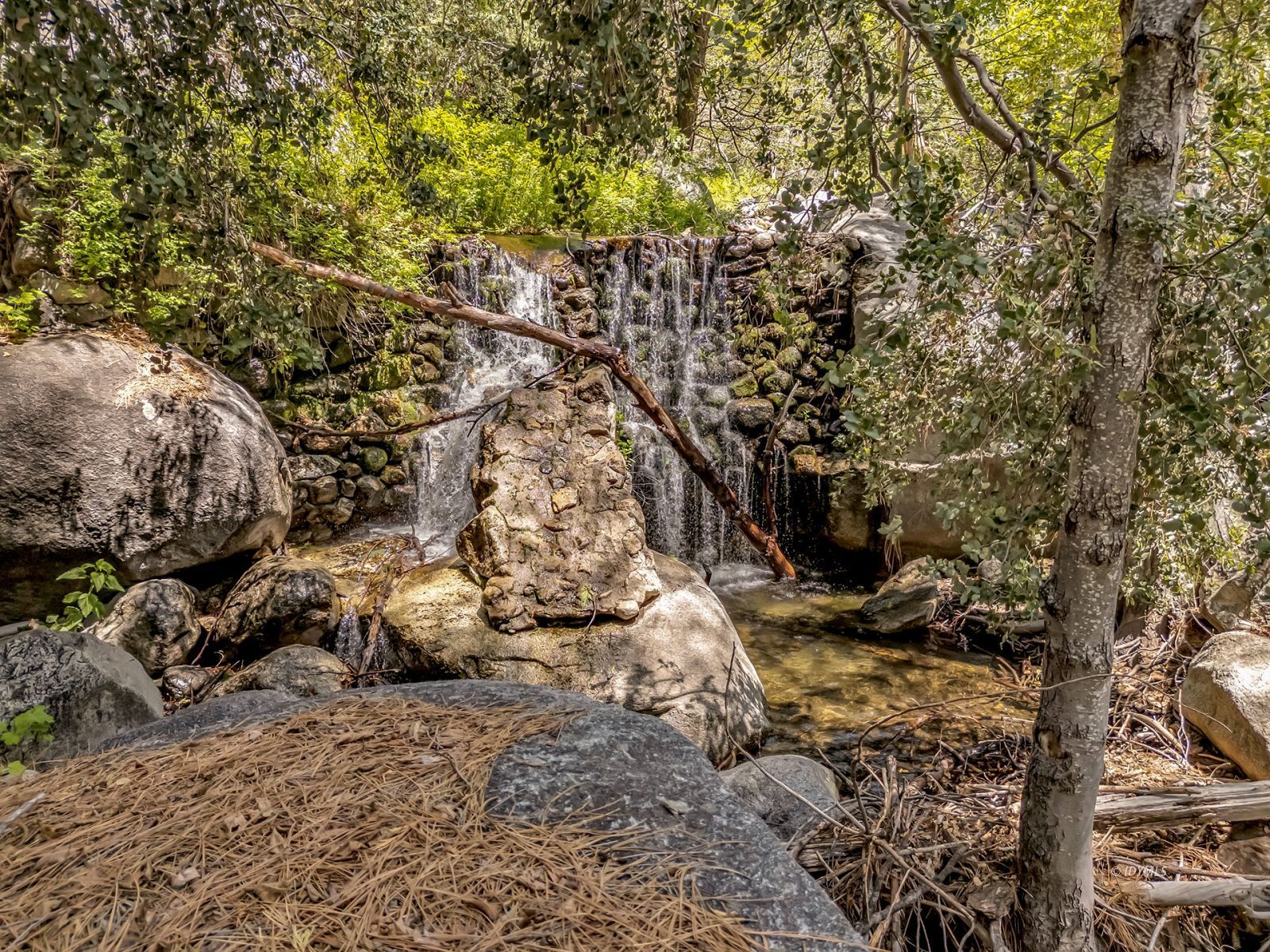 25100 Indian Rock Road Idyllwild, CA 92549 - Photo 74 of 75 a view of tree