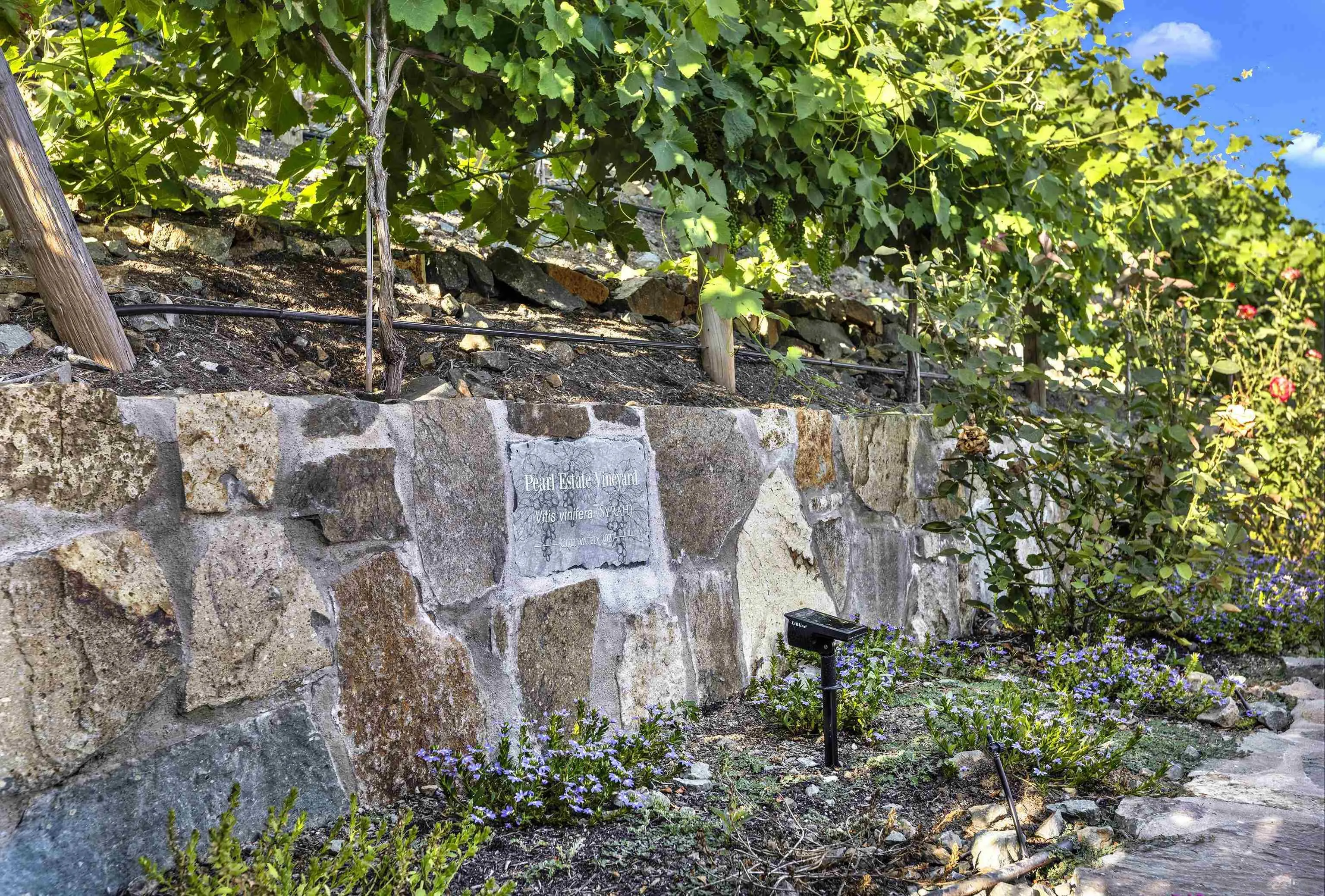 946 Pearl Drive San Marcos, CA 92078 - Photo 41 of 42 a view of a garden with large trees