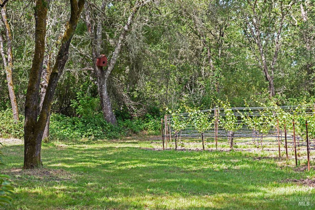 4542 Thomas Road Sebastopol, CA 95472 - Photo 35 of 60 a big yard with lots of green space and trees