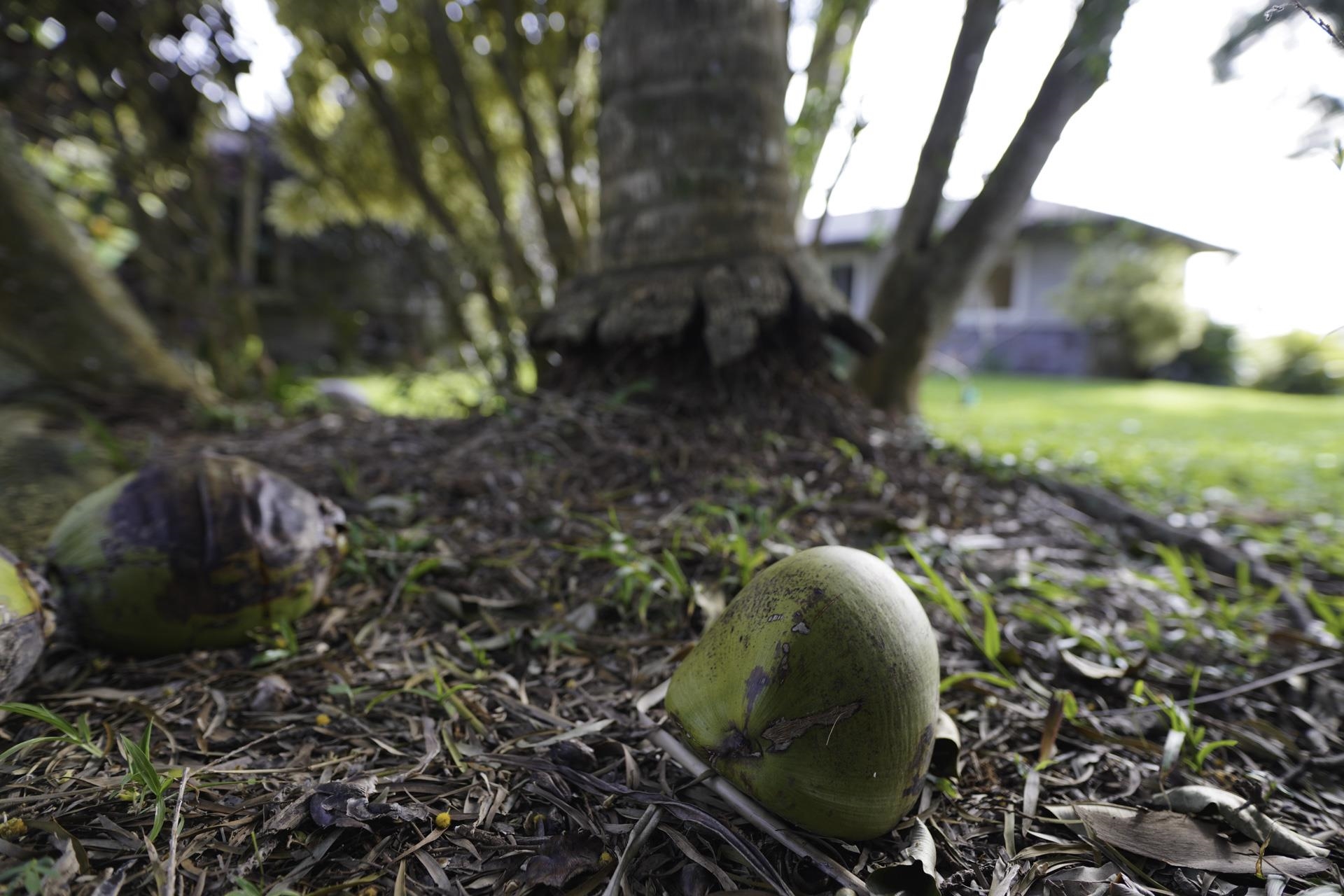 43 West Waipio Road Haiku, HI 96708 - Photo 39 of 44 a backyard of a house with lots of green space
