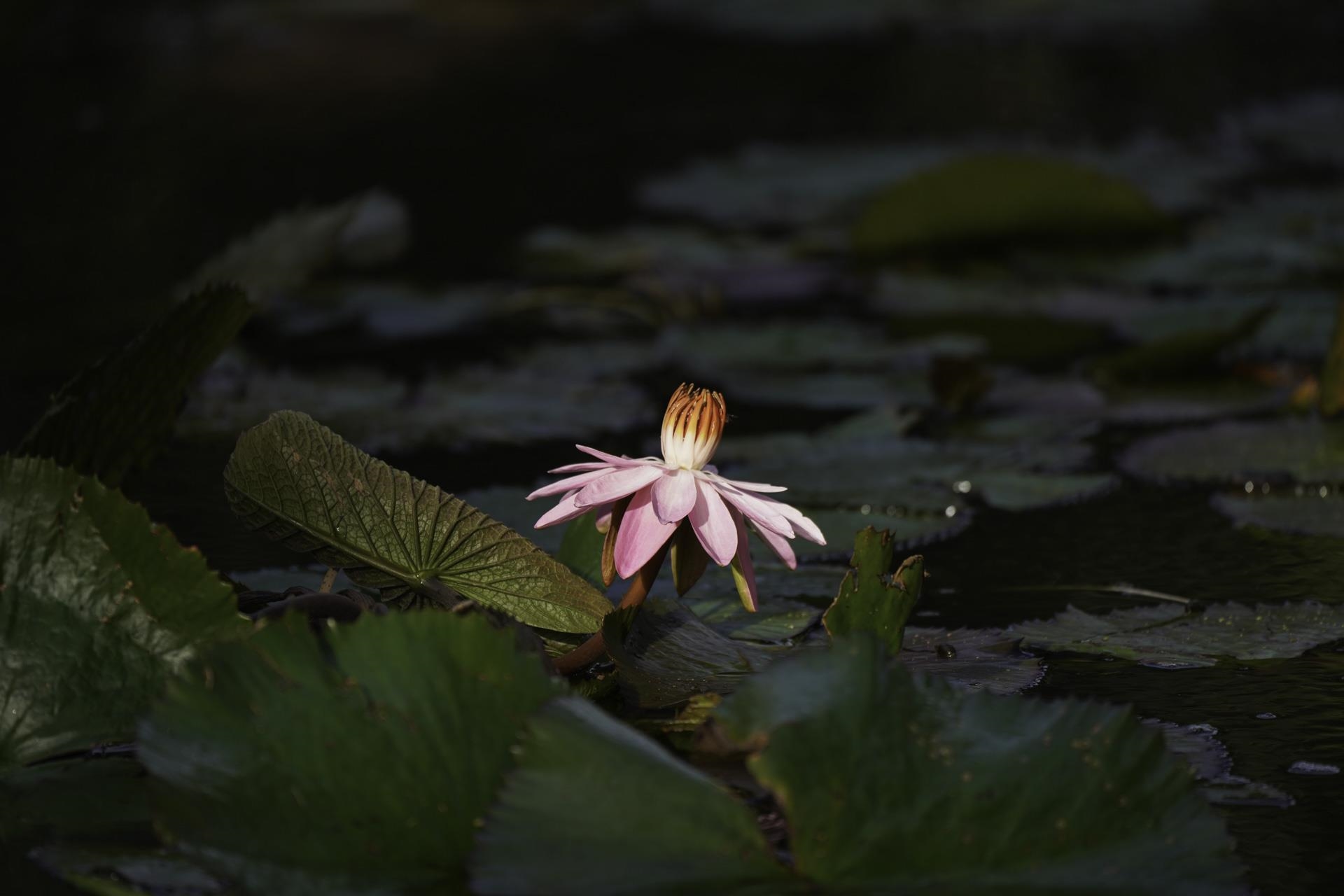 43 West Waipio Road Haiku, HI 96708 - Photo 41 of 44 a backyard of a house with table & chairs and lake view