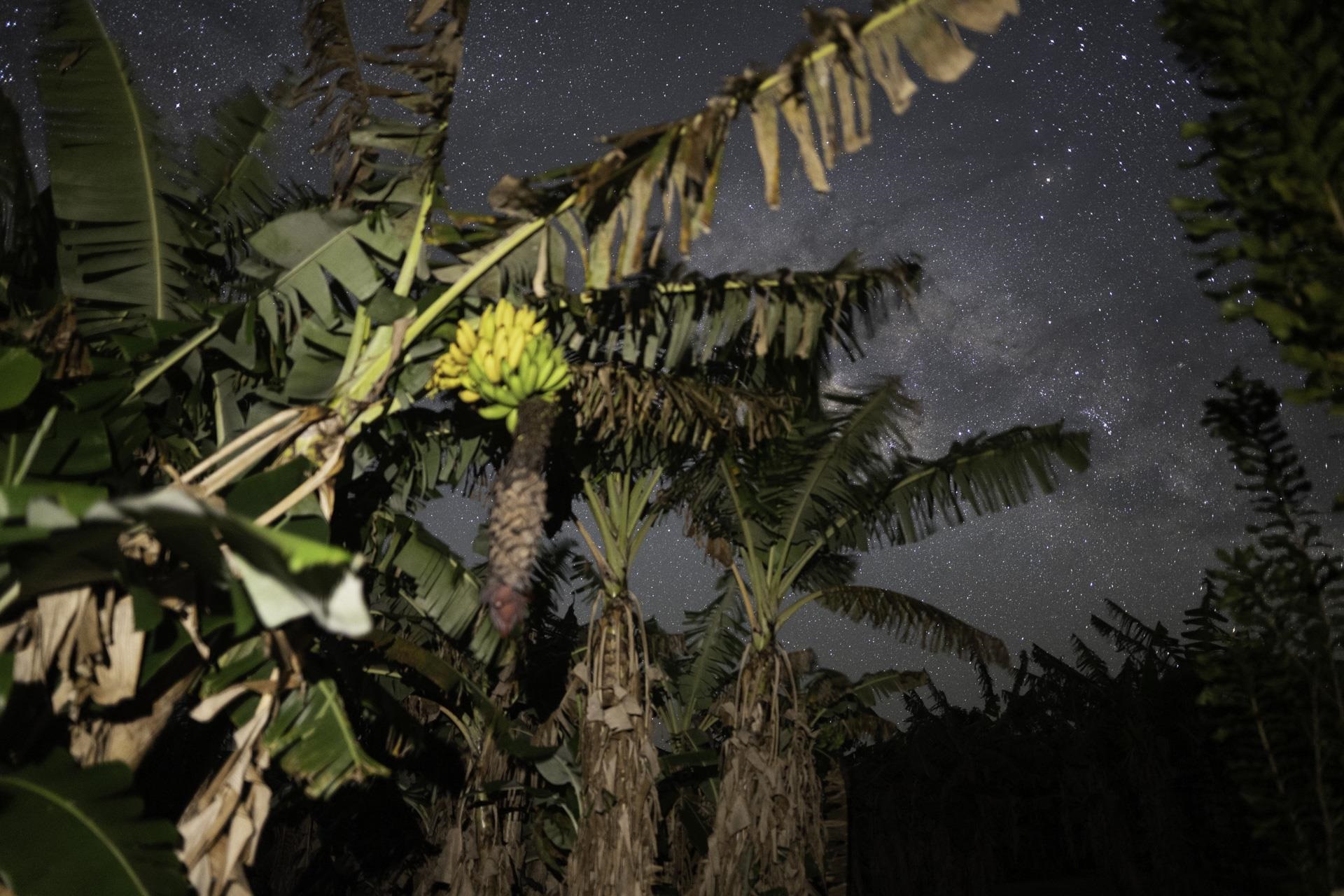 43 West Waipio Road Haiku, HI 96708 - Photo 43 of 44 a view of banana tree